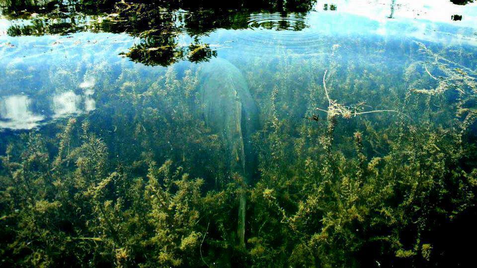 Crap de sete!!! :)  - 540547102005748891667821836937488n.jpg